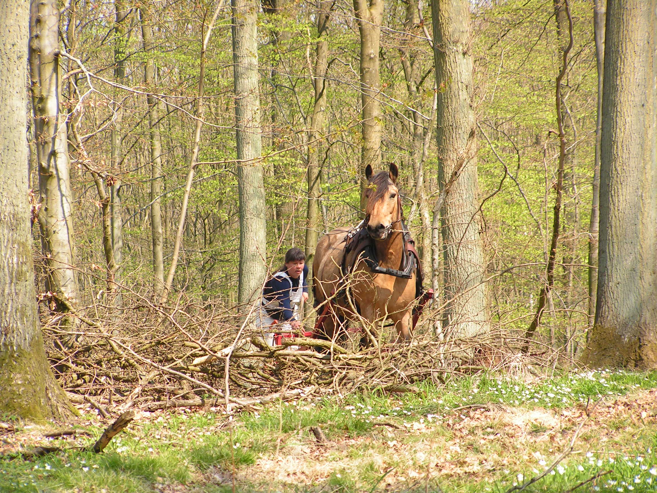 Trækker træ ud af skoven med min Nordsvenske hest